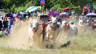 Tranh tài kịch tính tại Hội Đua bò Bảy Núi ở An Giang