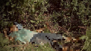 Người phụ nữ bị điện giật tử vong thương tâm trong lúc chăn bò thuê