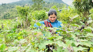 Nhớ vị cà đắng giữa rừng Tây Nguyên