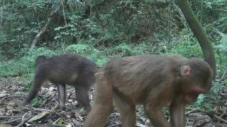 Bí ẩn thú rừng ở Nam Quảng Trị