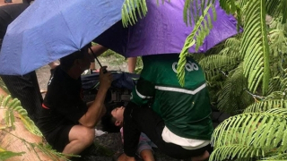 Hải Phòng: Gió lốc làm đổ cây khiến 1 cháu bé bị thương