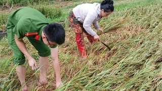 Công an xã Vạn Xuân giúp dân gặt lúa “chạy bão”