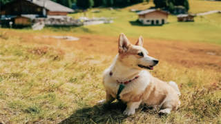 Một thành phố tại Italia áp thuế đặc biệt với cún cưng