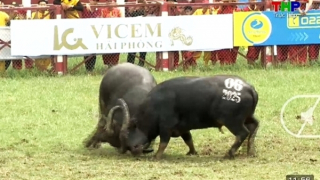 Đồ Sơn: Hội chọi trâu ngay sau trận đầu, bên ngoài đã bày bán thịt "trâu chọi" 3 triệu đồng/kg