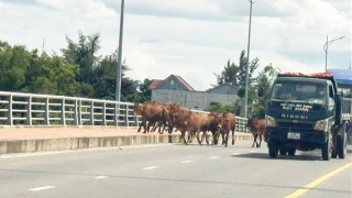 Nỗi lo những đàn bò nhởn nhơ trên phố