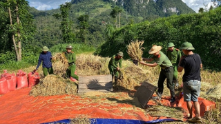 Công an xã giúp dân thu hoạch vụ lúa trước cơn bão số 11