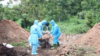 Xuất hiện nhiều ổ dịch tả lợn châu Phi tại xã Cam Lâm