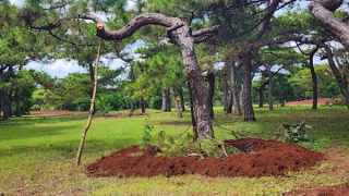 Thông cổ thụ Đak Đoa tiếp tục bị đào bứng