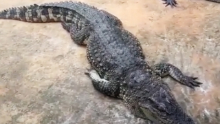 Đi câu cá ven sông Chò, nam thanh niên bị cá sấu tấn công