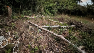 Kiểm tra, xác minh hiện trạng rừng tự nhiên Côn Đảo bị chặt hạ