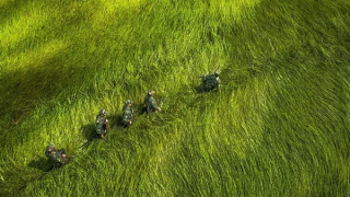 Cỏ bàng xanh mướt vùng biên