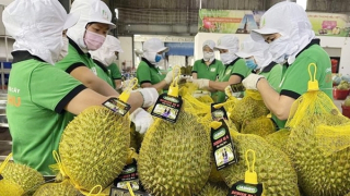 Rau quả Việt Nam xuất khẩu đạt mức cao kỷ lục