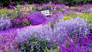 Trong khu vườn im lặng của em