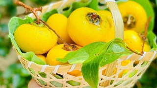 Cây thị - "Cây sự sống"!