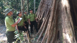 Vượt ngàn cây số đi theo tiếng gọi của rừng già