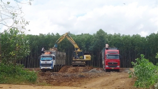 Kiên quyết xử lý trạm cân kiểm, thu mua cây gỗ keo trái phép trên đất rừng sản xuất