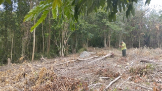 Ngăn chặn, xử lý nạn phá rừng, lấn chiếm đất làm nương rẫy ở Sơn Hòa