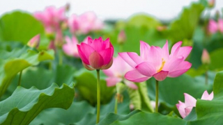 Mẹ ta giờ đã đi xa