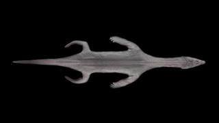 Hóa thạch “quái vật biển” 240 triệu năm tuổi