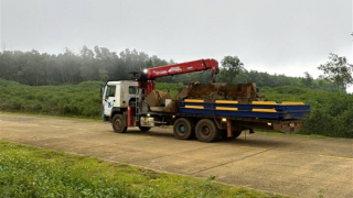 Từ phản ánh của Báo CAND, xử lý trạm cân kiểm, thu mua cây gỗ keo trái phép