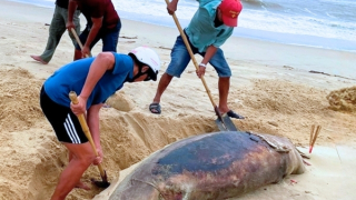 Xác cá heo dài gần 2m trôi dạt vào bờ biển Nhật Lệ