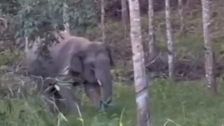 Lâm Đồng cảnh báo voi rừng tấn công người dân