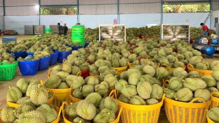 Hiệp hội sầu riêng Đắk Lắk kiến nghị “khẩn” gỡ khó cho sầu riêng
