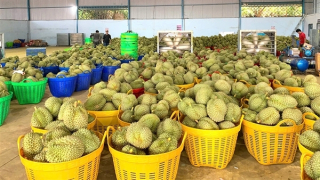 Vì sao hàng loạt kho hàng ngưng thu mua sầu riêng?