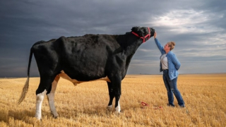 Con bò cao nhất thế giới ở Canada