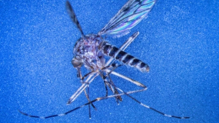 Quốc gia châu Âu lần đầu tiên có muỗi