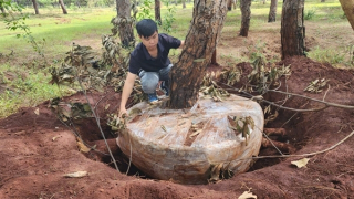 Gia Lai: Triển khai ngay các giải pháp bảo vệ rừng thông quý