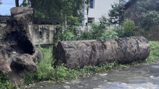 Kết quả xác minh vụ đào bới tan hoang bờ sông Ayun để tìm gỗ quý