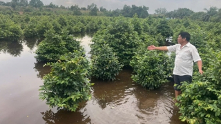 Trên 500ha trồng mai vàng ở TP Hồ Chí Minh chìm trong nước