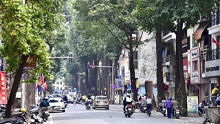 Nghe cây sao kể chuyện phố, chuyện đời