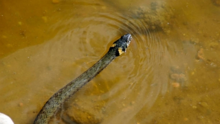 Đà Nẵng: Nhiều trường hợp nhập viện vì rắn cắn sau mưa lũ