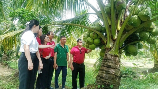 Agribank chi nhánh Trà Vinh đồng hành phát triển đặc sản Dừa sáp