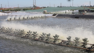 Hai người tử vong do bị điện giật dưới đầm tôm ở Cà Mau