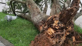 Cây phượng tím đẹp nhất Đà Lạt gãy đổ bên Hồ Xuân Hương