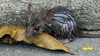 Thành phố nhiều chuột nhất nước Mỹ