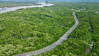 Xây dựng phương án bảo vệ “lá phổi xanh” Cần Giờ