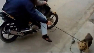 Nhức nhối nạn “cẩu tặc”