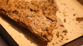 Hóa thạch kỳ lạ 540 triệu năm tuổi làm rung chuyển lịch sử tiến hóa