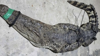 Đi giăng lưới bắt được con cá sấu nặng gần 40kg