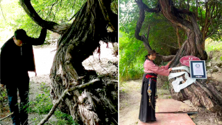 Cụ nho 416 năm tuổi