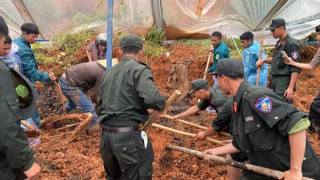 Cặp vợ chồng bị cây đổ đè tử vong trong rẫy