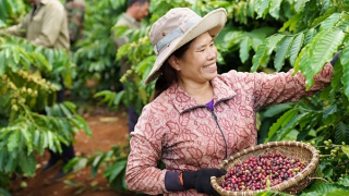 Hành trình 15 năm NESCAFÉ Plan và vai trò nâng tầm giá trị hạt cà phê Việt của người nông dân