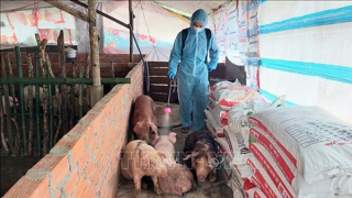 Cà Mau khẩn trương khoanh vùng, dập dịch tả lợn châu Phi