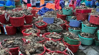 Người dân thủ phủ tôm hùm mất trắng hàng ngàn tỷ đồng sau bão lũ