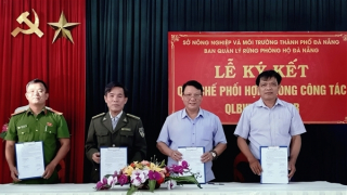 Tăng cường phối hợp quản lý, bảo vệ rừng tại Đà Nẵng