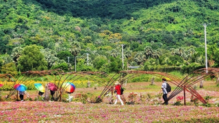 Câu chuyện kỳ thú về “Rừng pin mặt trời” dưới chân Núi Cấm
